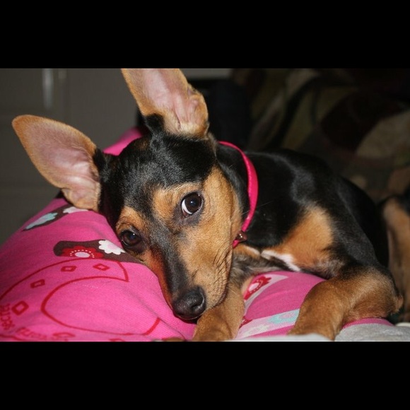 Meet your Posher, Joyce - Picture 2 of 2